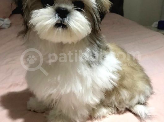 Üst Kalitede Büyümeyen Dişi Shihtzu görsel