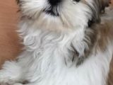 Üst Kalitede Büyümeyen Dişi Shihtzu