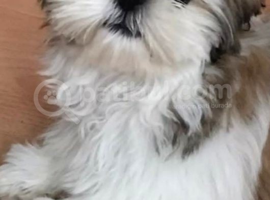 Üst Kalitede Büyümeyen Dişi Shihtzu görsel