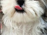 Üst Kalitede Büyümeyen Dişi Shihtzu