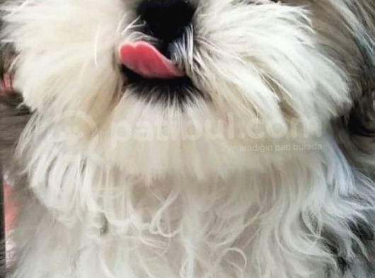 Üst Kalitede Büyümeyen Dişi Shihtzu görsel