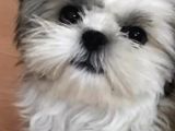 Üst Kalitede Büyümeyen Dişi Shihtzu