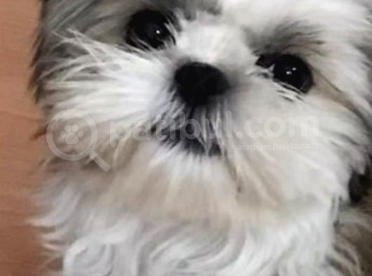 Üst Kalitede Büyümeyen Dişi Shihtzu