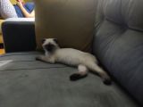 Kedi 