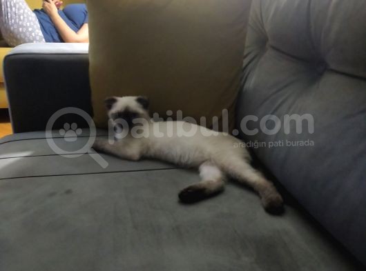 Kedi  görsel
