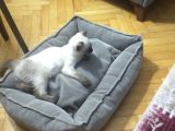 Kedi 