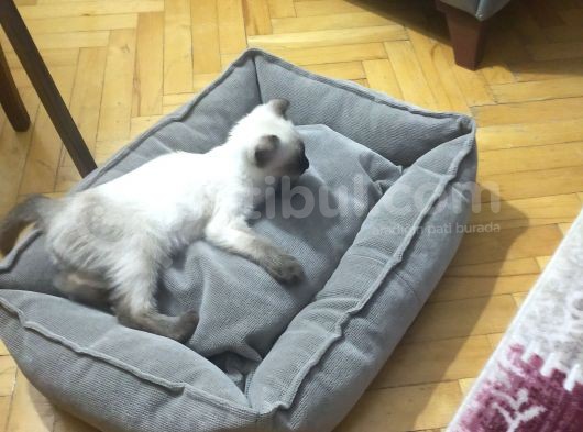Kedi  görsel