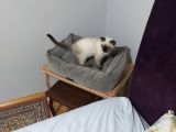 Kedi 