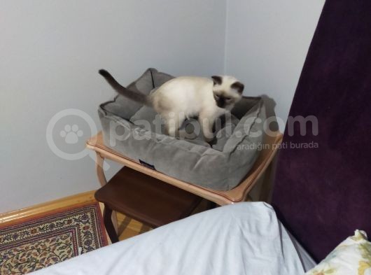 Kedi  görsel
