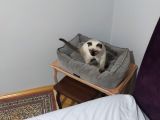 Kedi 