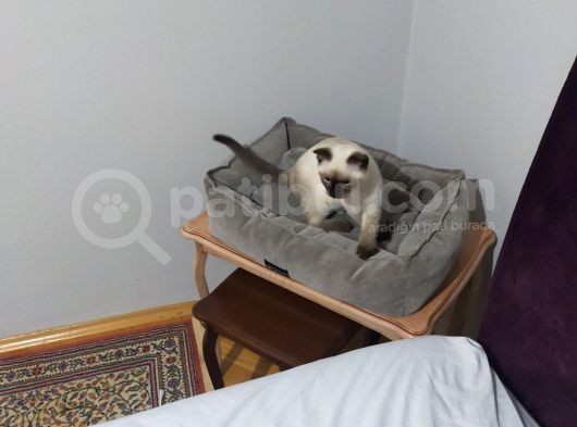 Kedi 