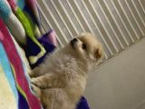 Pomeranian 3 Aylık Erkek