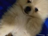 Pomeranian 3 Aylık Erkek