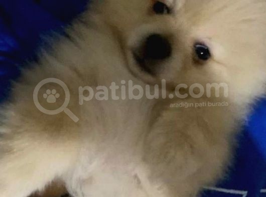 Pomeranian 3 Aylık Erkek görsel
