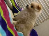 Pomeranian 3 Aylık Erkek