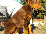 Safkan King Doberman Yavrularımız