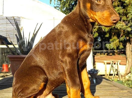 Safkan King Doberman Yavrularımız görsel