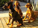 Safkan King Doberman Yavrularımız
