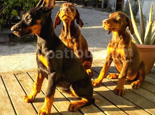 Safkan King Doberman Yavrularımız görsel