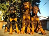 Safkan King Doberman Yavrularımız