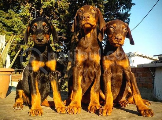 Safkan King Doberman Yavrularımız
