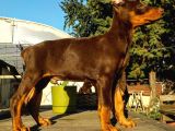 Safkan King Doberman Yavrularımız