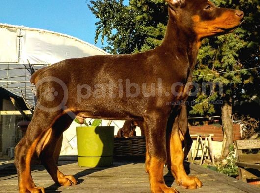 Safkan King Doberman Yavrularımız görsel