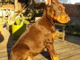 Safkan King Doberman Yavrularımız