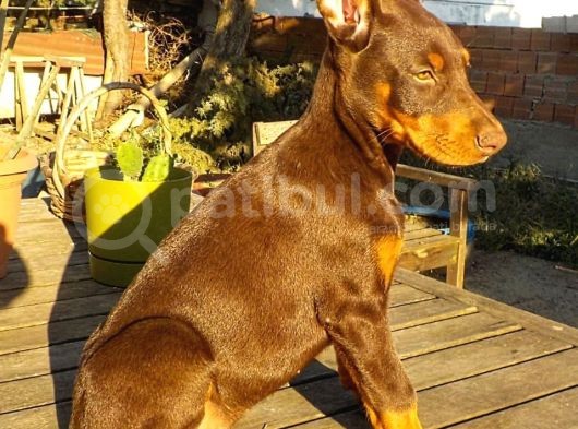 Safkan King Doberman Yavrularımız görsel