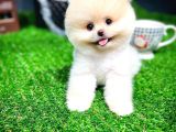 Irk Ve Sağlık Garantili Pomeranian Boo Yavrularımız