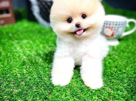 Irk Ve Sağlık Garantili Pomeranian Boo Yavrularımız görsel