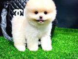 Irk Ve Sağlık Garantili Pomeranian Boo Yavrularımız