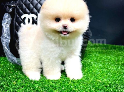Irk Ve Sağlık Garantili Pomeranian Boo Yavrularımız görsel