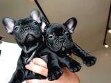 Blue Taşıyıcılı Safkan French Bulldog Yavrular