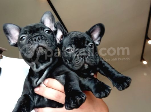 Blue Taşıyıcılı Safkan French Bulldog Yavrular