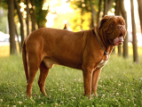 Mükemmel Kalite Fransız Mastiff Yavrularımız