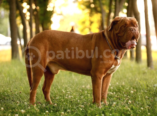 Mükemmel Kalite Fransız Mastiff Yavrularımız