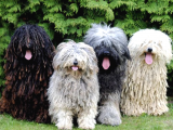 2 Aylık Erkek Ve Dişi Komondor Yavruları
