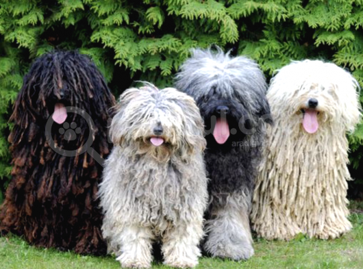 2 Aylık Erkek ve Dişi Komondor Yavruları