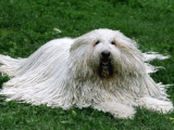 2 Aylık Erkek Ve Dişi Komondor Yavruları