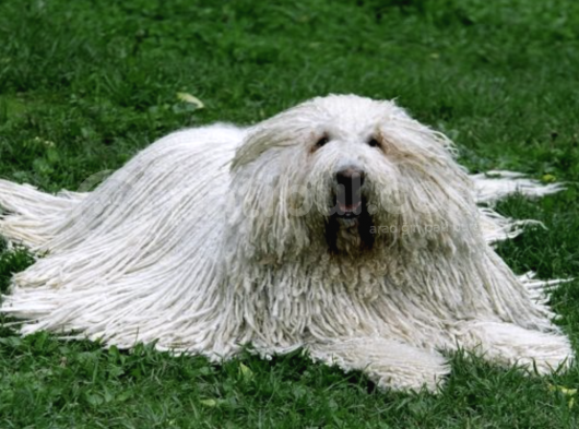 2 Aylık Erkek Ve Dişi Komondor Yavruları görsel