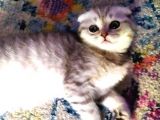 2 Adet Silver Scottish Fold Prenses
