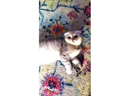 2 Adet Silver Scottish Fold Prenses görsel