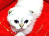 2 Adet Silver Scottish Fold Prenses