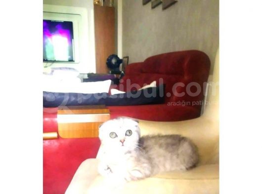 2 Adet Silver Scottish Fold Prenses görsel