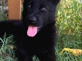 Secereli̇ Si̇yah Alman Çoban Köpeği̇ Yavrularimiz