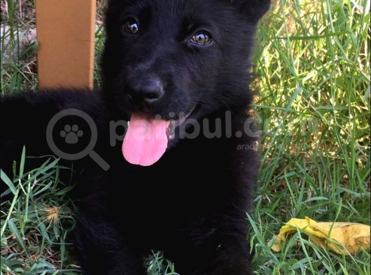 Secereli̇ Si̇yah Alman Çoban Köpeği̇ Yavrularimiz görsel