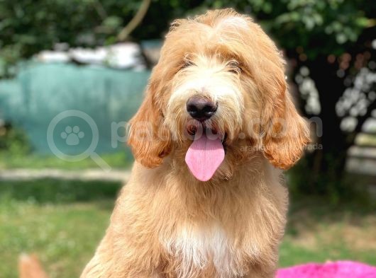 Goldendoodle Terapi Köpekleri Hypoallergenic görsel