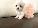 Teacup Üst Kalite Orjinal Maltese Yavrular