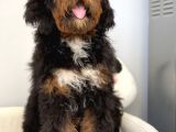 Bernedoodle Terapi Köpekleri Tüy Dökmeyen Dev Patiler